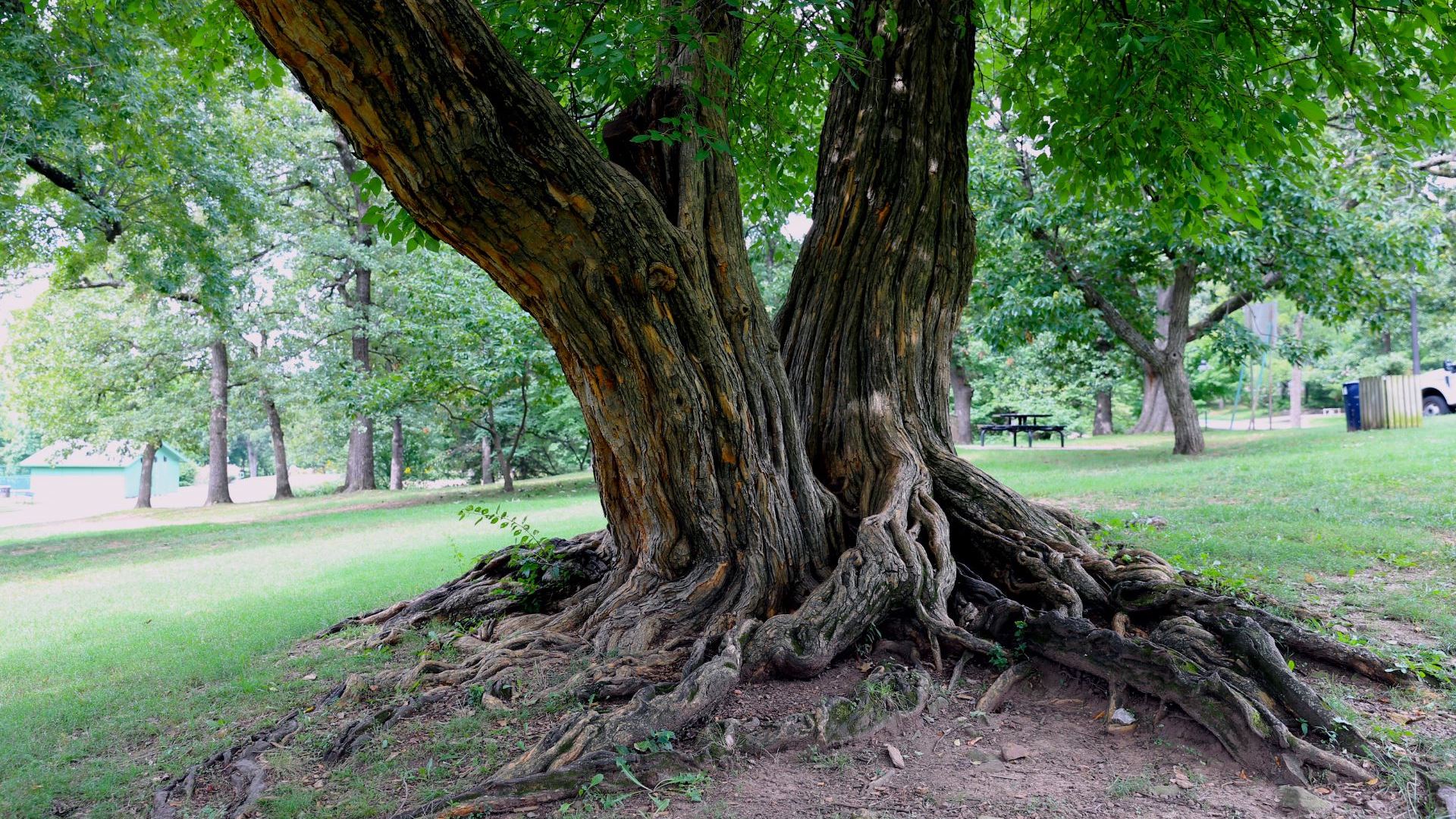 Bois d'Arc tree in Wilson Park, Fayetteville